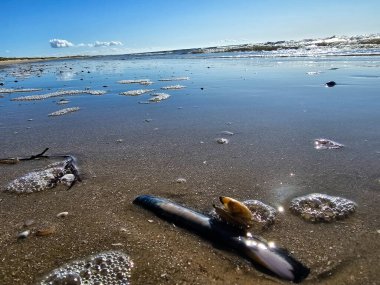 at the beach of Blavand in Denmark clipart