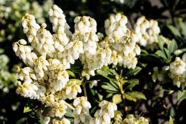 Beyaz çiçek açan lavanta fundalığı Pieris japonica