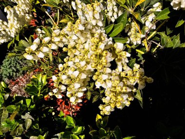 Beyaz çiçek açan lavanta fundalığı Pieris japonica