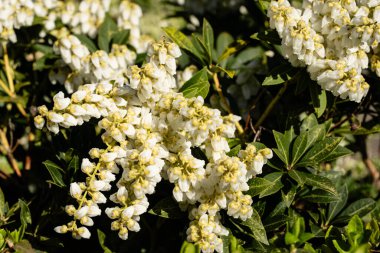 Beyaz çiçek açan lavanta fundalığı Pieris japonica