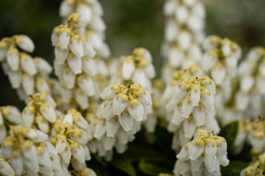 Beyaz çiçek açan lavanta fundalığı Pieris japonica