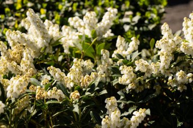 Beyaz çiçek açan lavanta fundalığı Pieris japonica