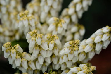 Beyaz çiçek açan lavanta fundalığı Pieris japonica