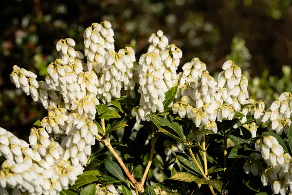 Beyaz çiçek açan lavanta fundalığı Pieris japonica