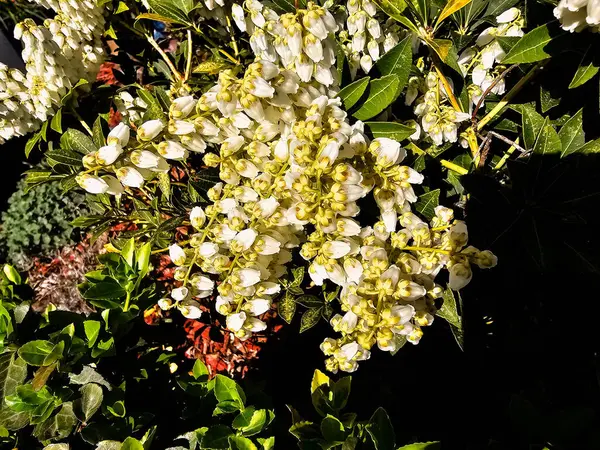 Beyaz çiçek açan lavanta fundalığı Pieris japonica