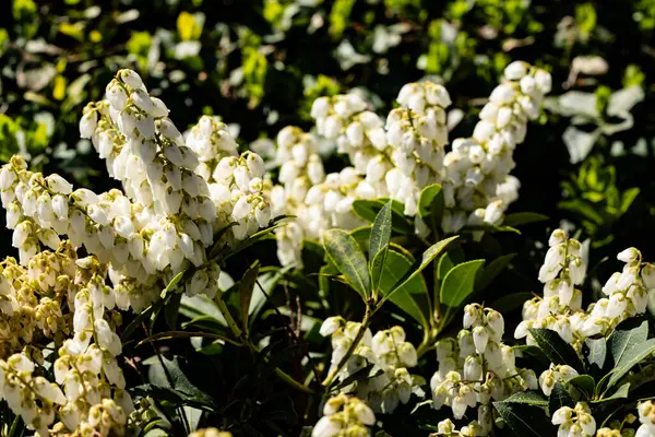 Beyaz çiçek açan lavanta fundalığı Pieris japonica