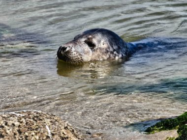 Danimarka sahillerindeki foklar.