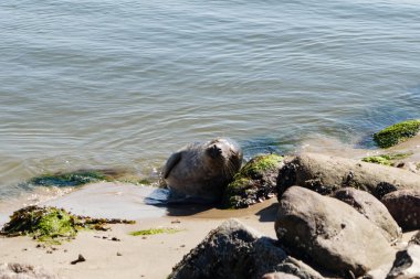 Danimarka sahillerindeki foklar.