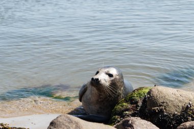 Danimarka sahillerindeki foklar.