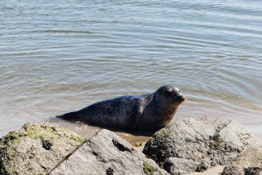 Danimarka sahillerindeki foklar.