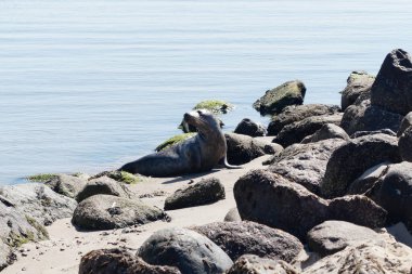 Danimarka sahillerindeki foklar.