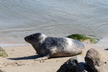 Danimarka sahillerindeki foklar.