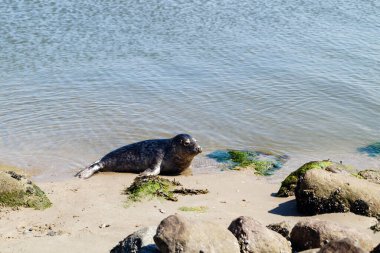 Danimarka sahillerindeki foklar.
