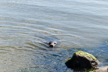 Danimarka sahillerindeki foklar.