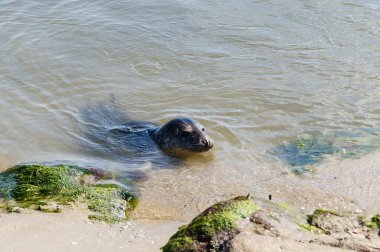 Danimarka sahillerindeki foklar.