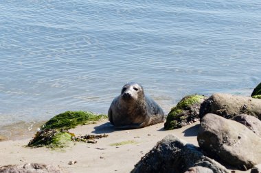 Danimarka sahillerindeki foklar.