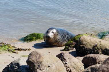 Danimarka sahillerindeki foklar.