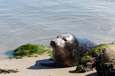 Danimarka sahillerindeki foklar.