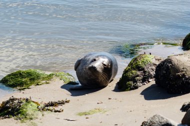 Danimarka sahillerindeki foklar.