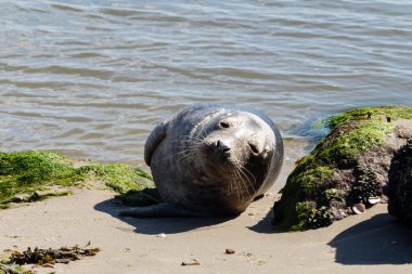 Danimarka sahillerindeki foklar.