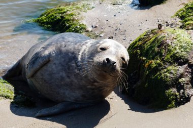 Danimarka sahillerindeki foklar.