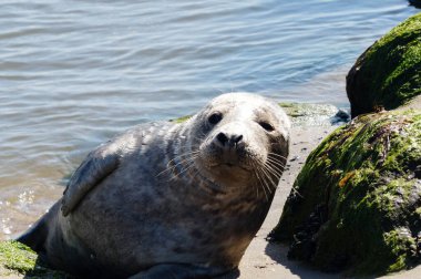 Danimarka sahillerindeki foklar.