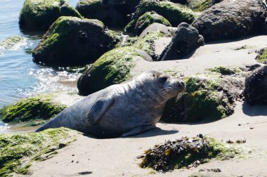 Danimarka sahillerindeki foklar.