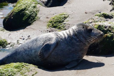 Danimarka sahillerindeki foklar.