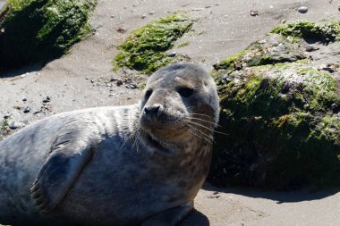 Danimarka sahillerindeki foklar.