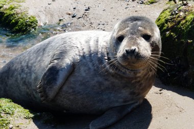 Danimarka sahillerindeki foklar.