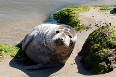 Danimarka sahillerindeki foklar.