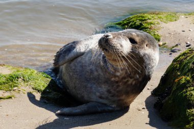 Danimarka sahillerindeki foklar.