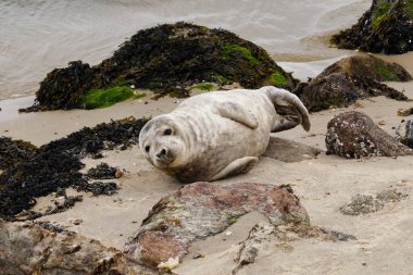 Danimarka sahillerindeki foklar.