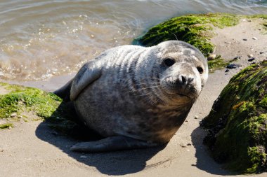 Danimarka sahillerindeki foklar.