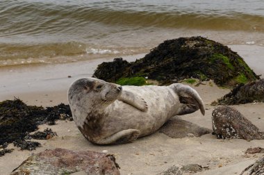 Danimarka sahillerindeki foklar.