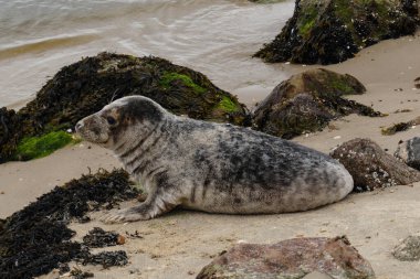 Danimarka sahillerindeki foklar.
