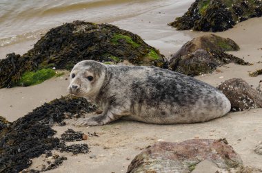 Danimarka sahillerindeki foklar.