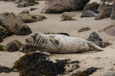 Danimarka sahillerindeki foklar.
