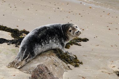 Danimarka sahillerindeki foklar.