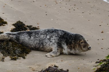 Danimarka sahillerindeki foklar.