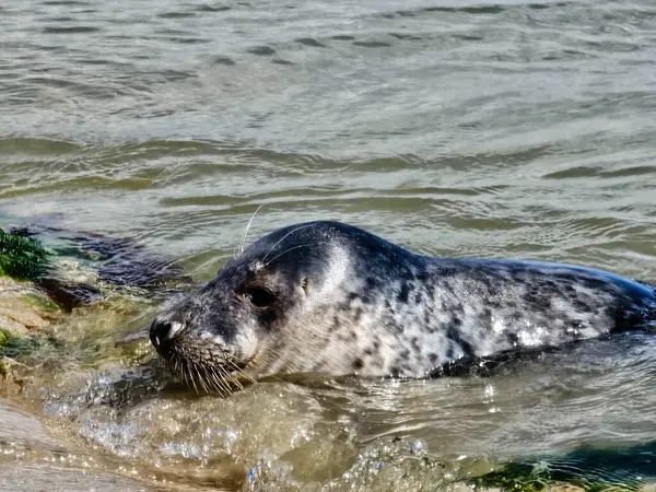 Danimarka sahillerindeki foklar.
