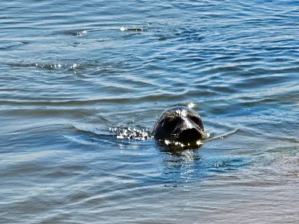 Danimarka sahillerindeki foklar.