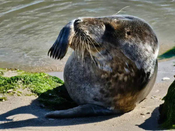 Danimarka sahillerindeki foklar.