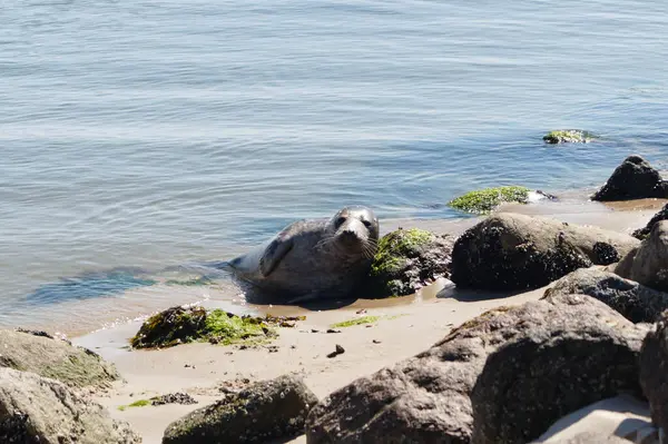 Danimarka sahillerindeki foklar.