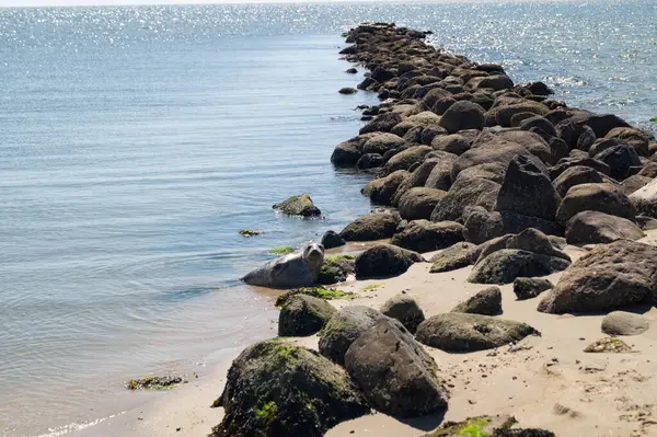 Danimarka sahillerindeki foklar.