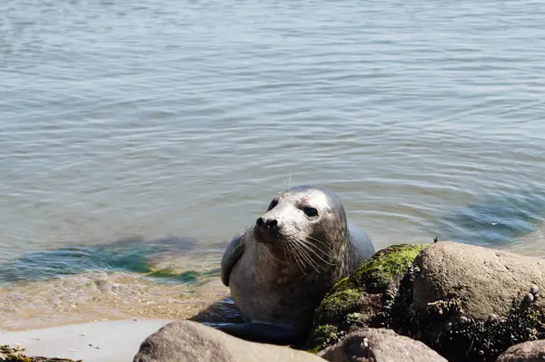 Danimarka sahillerindeki foklar.