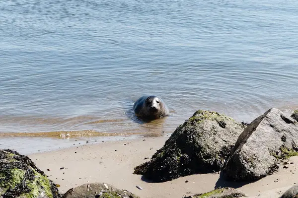Danimarka sahillerindeki foklar.