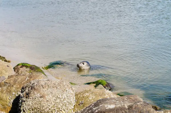 Danimarka sahillerindeki foklar.