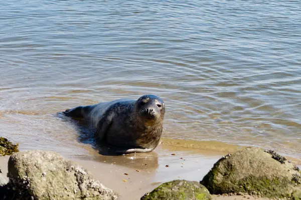 Danimarka sahillerindeki foklar.