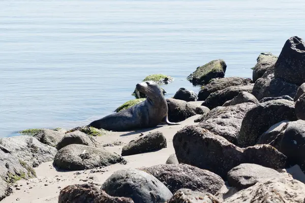 Danimarka sahillerindeki foklar.
